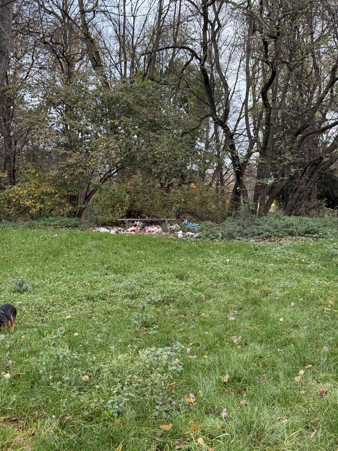 Bild zu gemeldetem Anliegen vom *2025-11-19 10:01:11