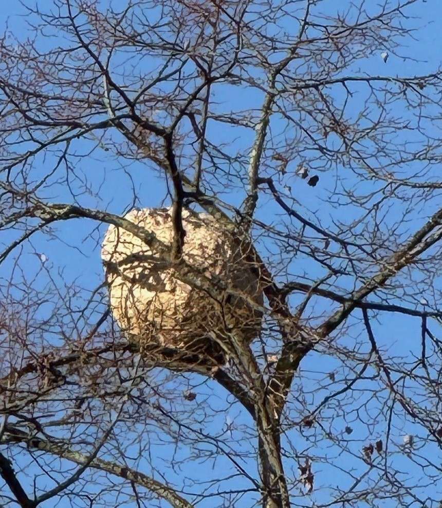 Bild zu gemeldetem Anliegen vom *2025-11-11 11:52:56