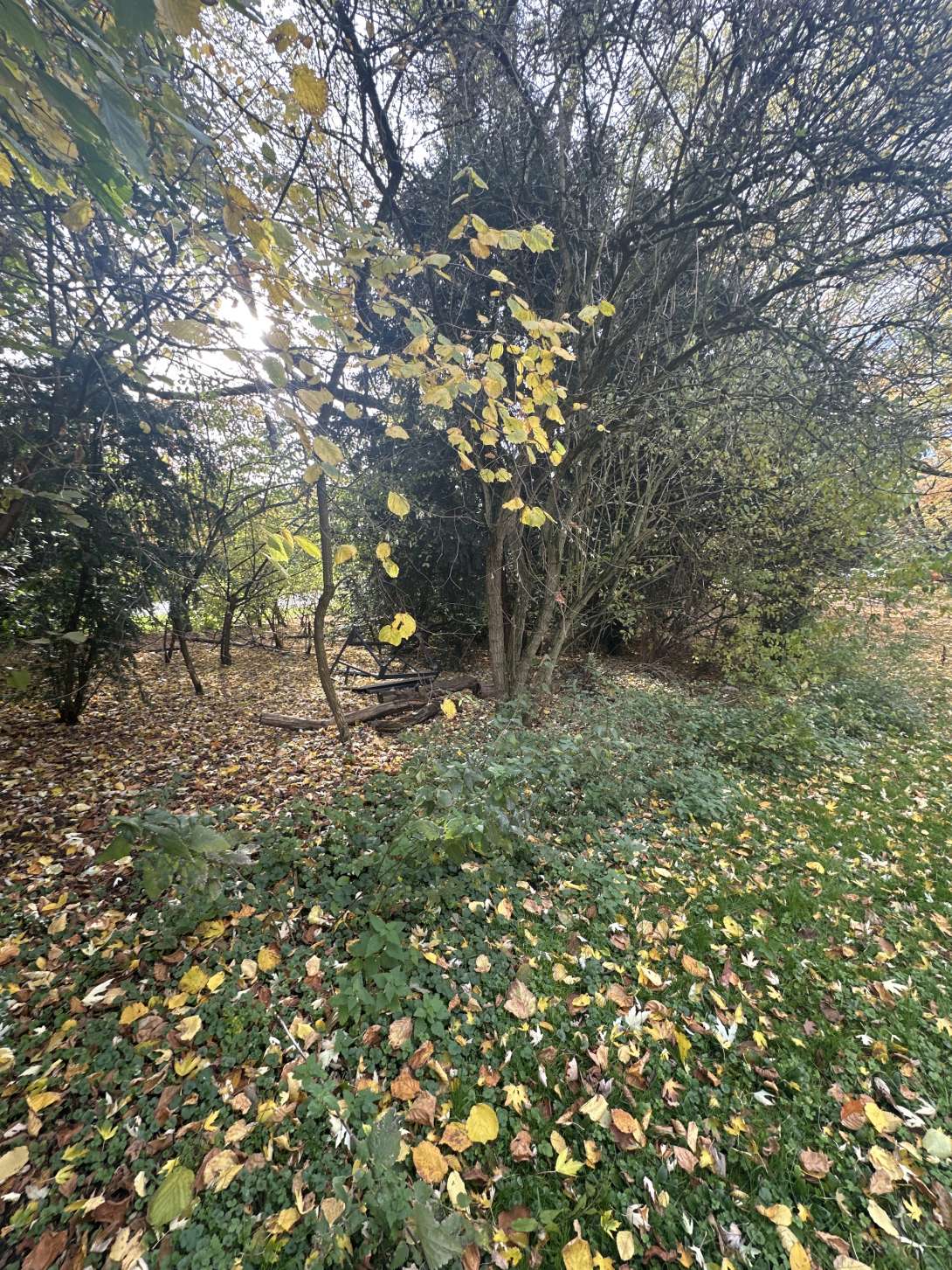 Bild zu gemeldetem Anliegen vom *2025-11-05 12:38:19