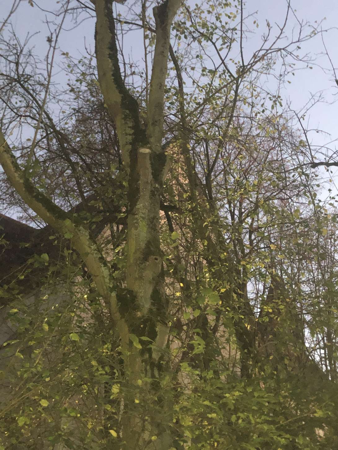 Bild zu gemeldetem Anliegen vom *2025-11-21 17:18:23