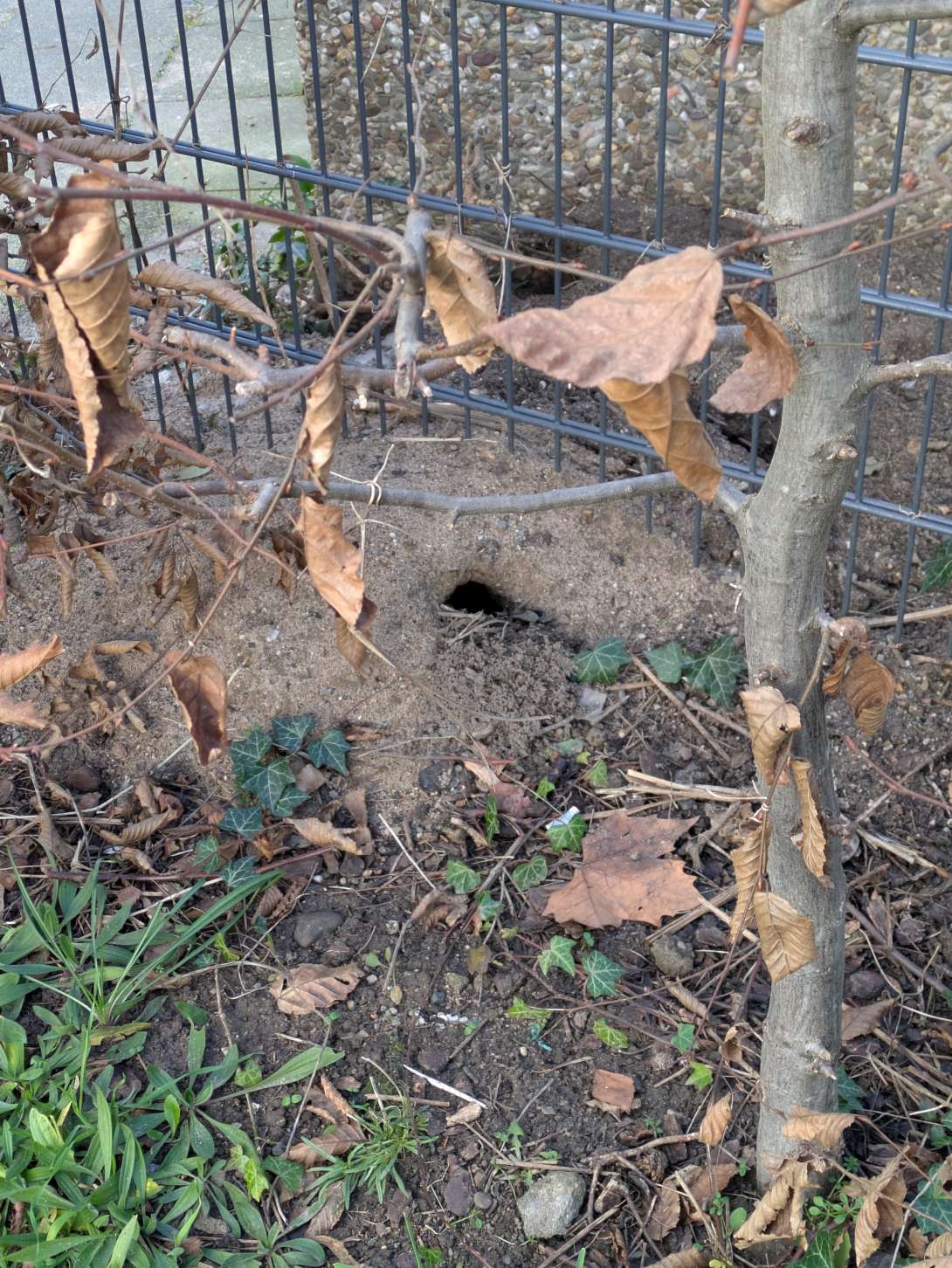 Bild zu gemeldetem Anliegen vom *2025-12-14 12:38:01