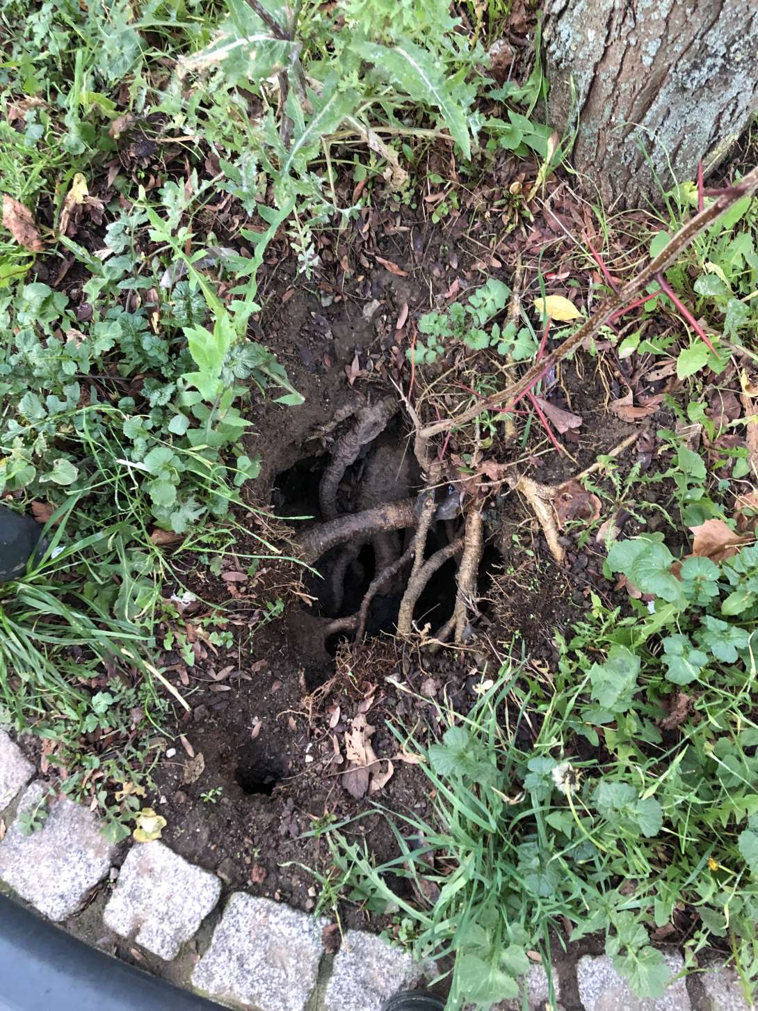 Bild zu gemeldetem Anliegen vom *2025-12-16 14:26:29