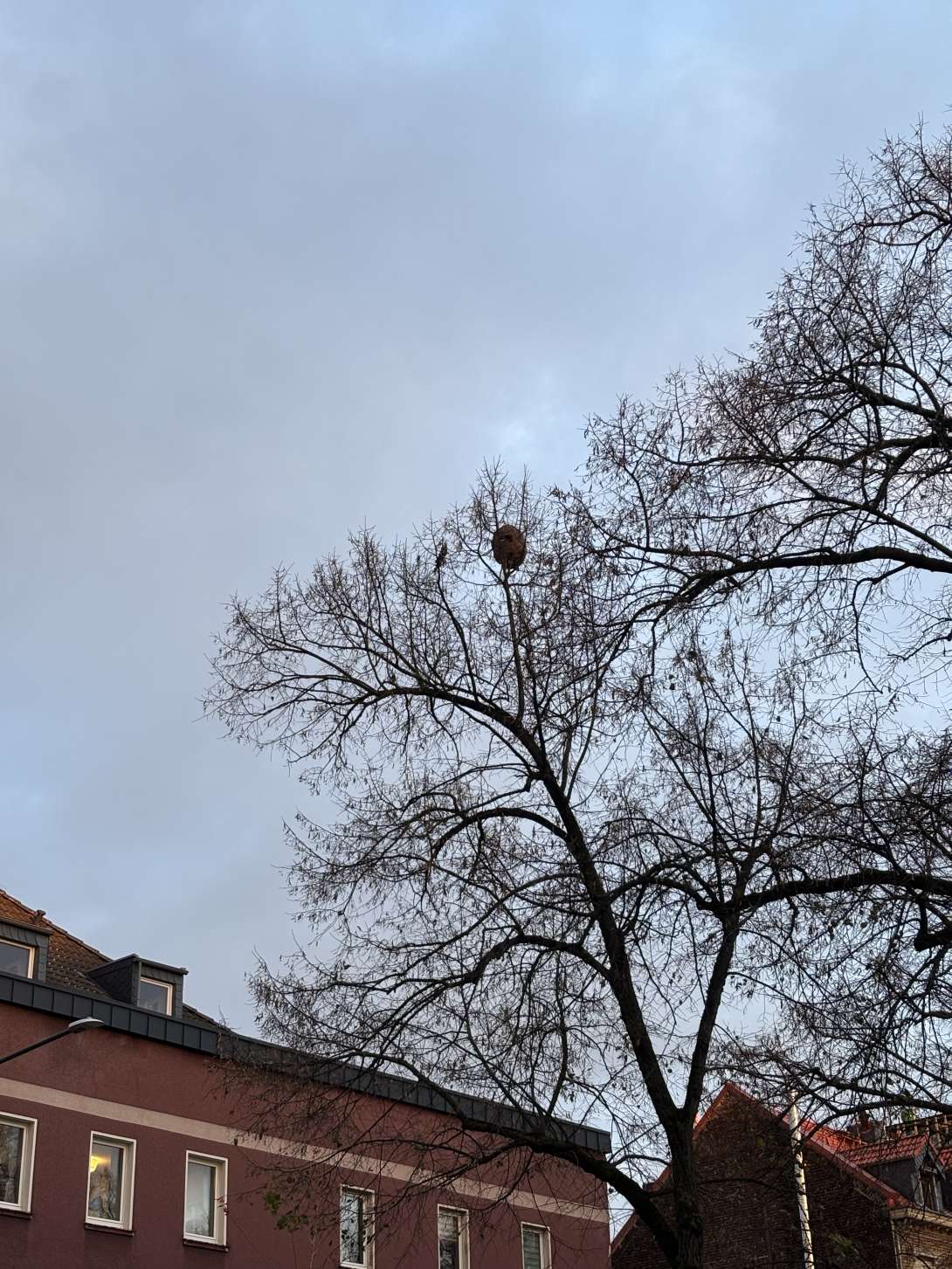 Asiatisches Hornissen Nest Bild zu gemeldetem Anliegen vom *2025-12-05 15:31:24