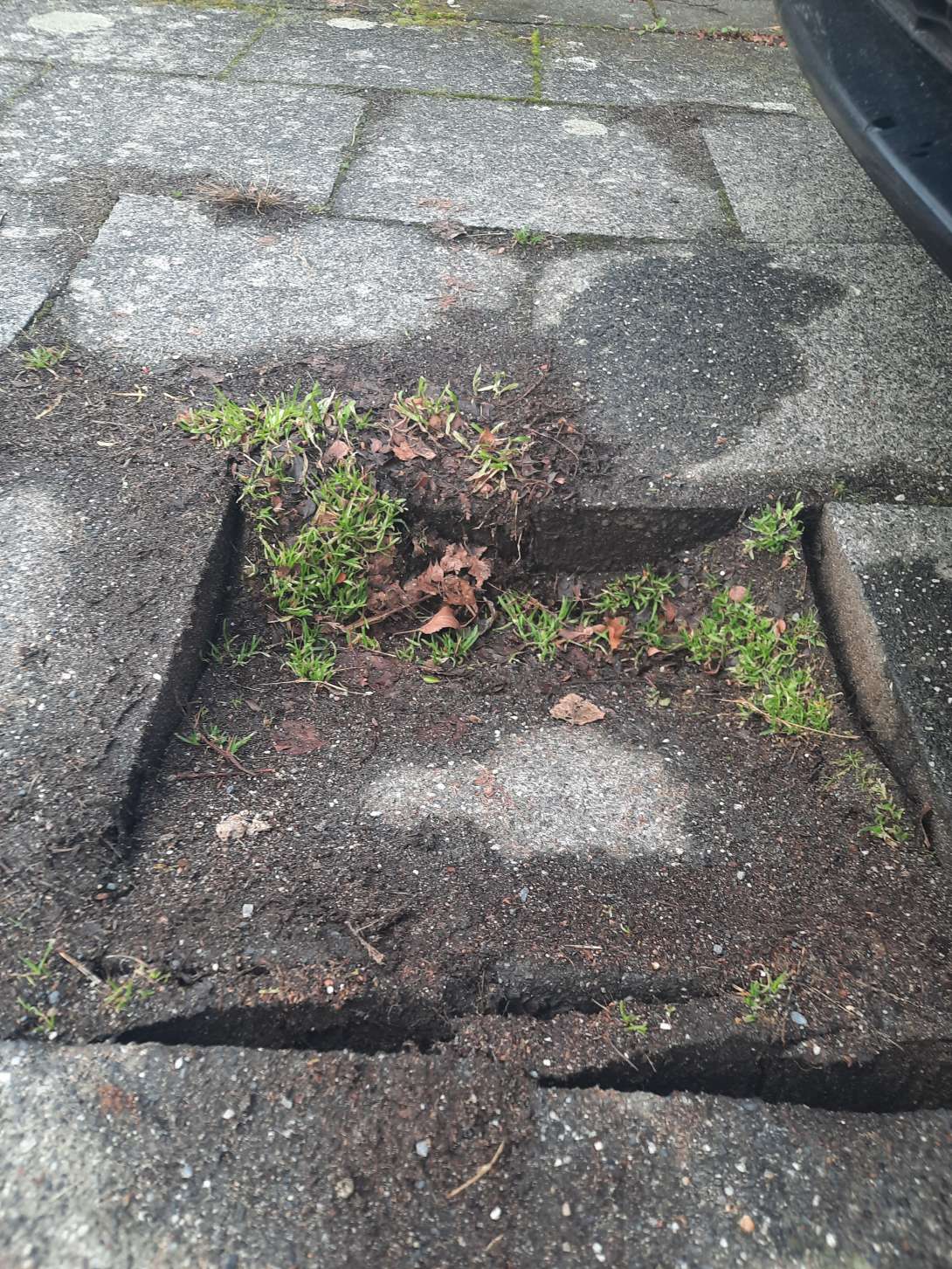 Bild zu gemeldetem Anliegen vom *2026-01-19 09:32:11