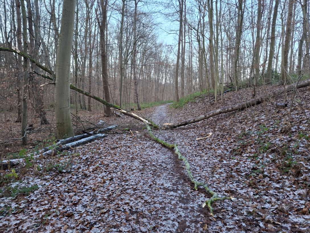 Bild zu gemeldetem Anliegen vom *2026-01-03 11:18:40