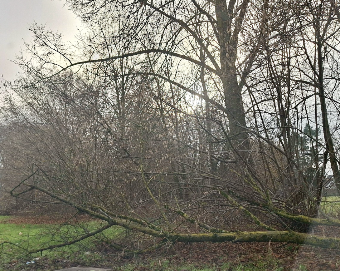 Bild zu gemeldetem Anliegen vom *2026-01-19 10:35:35