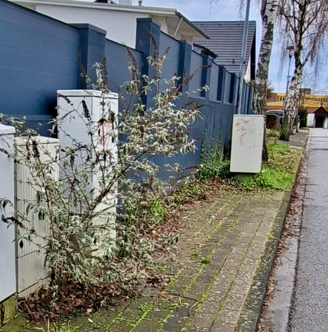 Bild zu gemeldetem Anliegen vom *2026-01-19 11:12:11