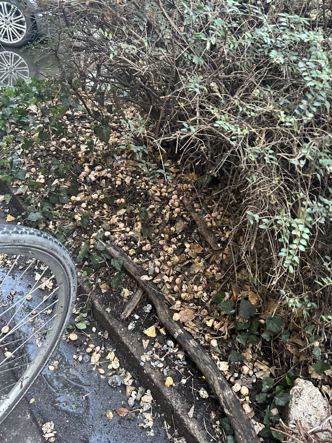 Bild zu gemeldetem Anliegen vom *2026-01-16 10:04:49