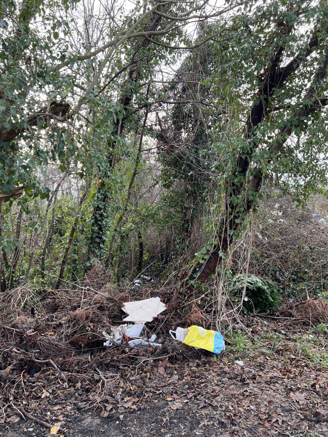 Bild zu gemeldetem Anliegen vom *2026-01-14 10:15:52