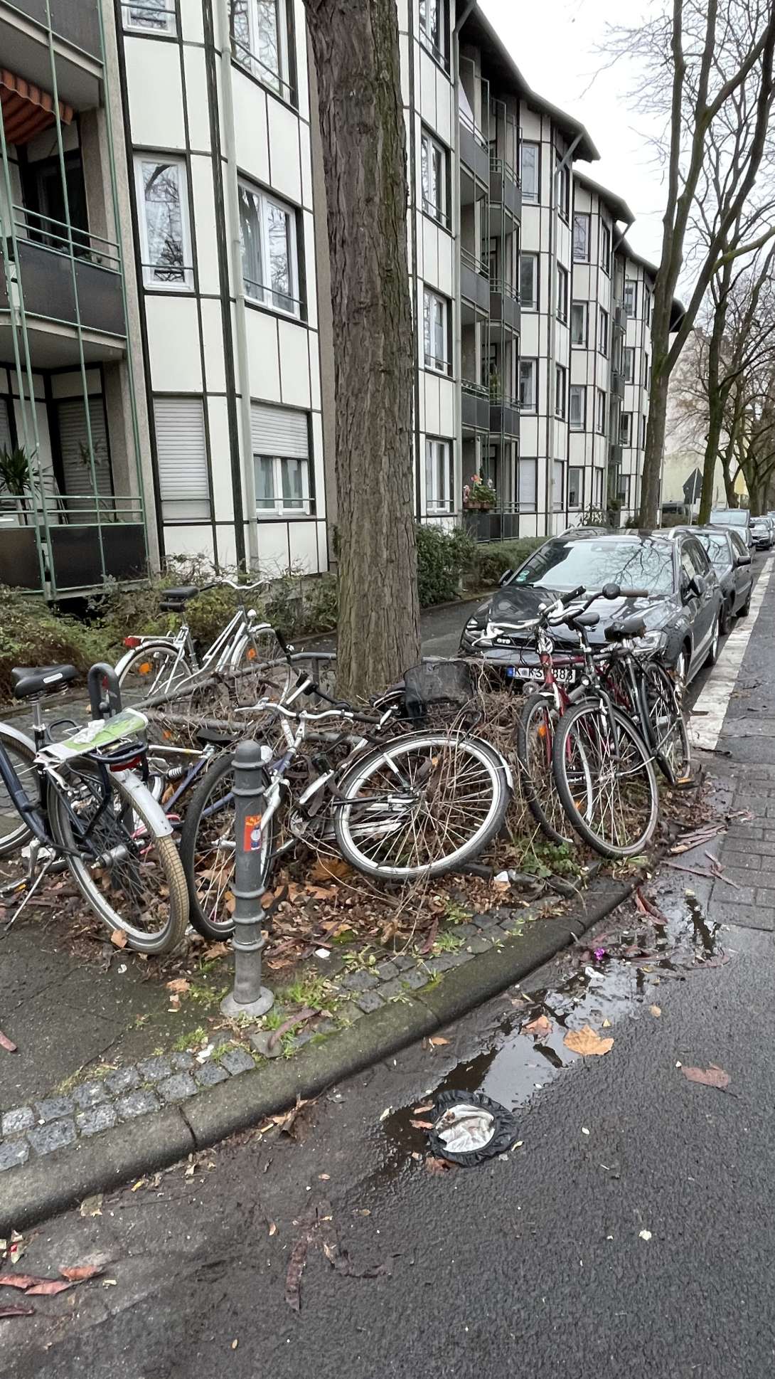 Gegenüber Barthelstr 121a, Efeu-überwuchert