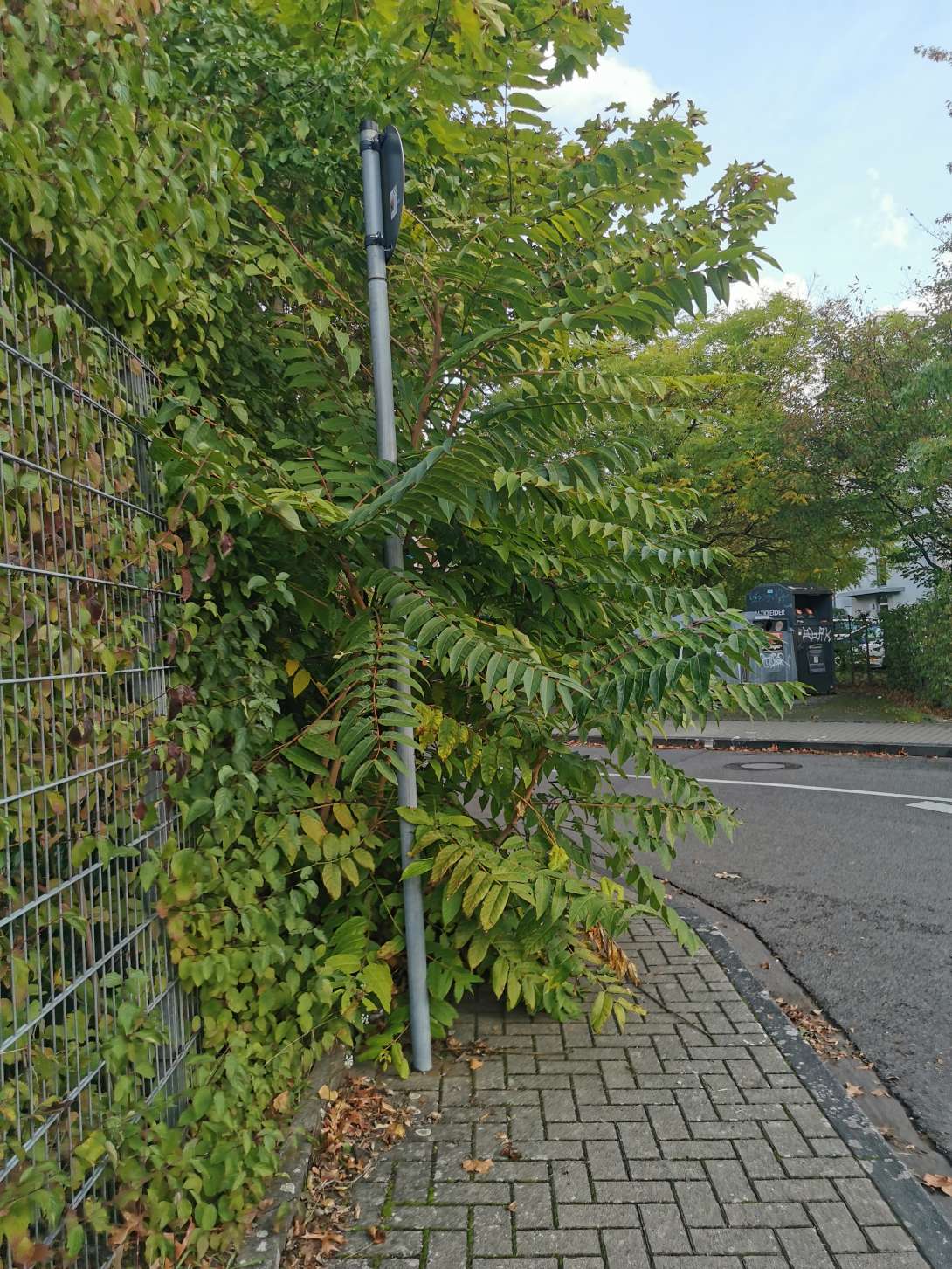 Bild zu gemeldetem Anliegen vom *2026-10-14 12:27:28