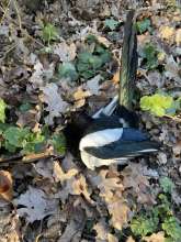 Bild zu gemeldetem Anliegen vom *2024-01-11 08:13:53