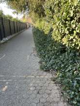 Das Efeu wächst auf dem Weg.