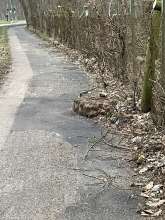 Bild eines asphaltierten Fahrradwegs, in dem rechts ein ca 15 cm hoher, 50 cm Durchmesser großer Baumstumpf zu sehen ist.