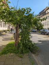 Bild zu gemeldetem Anliegen vom *2024-04-22 10:19:08