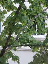 Bild zu gemeldetem Anliegen vom *2024-04-22 18:27:27