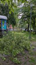 Entwurzelter Baum versperrt den Gehweg 
