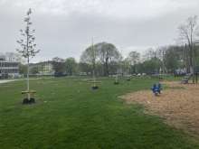 vermüllte Wiese und schiefer Baum.