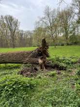 Bild zu gemeldetem Anliegen vom *2024-04-23 11:12:08