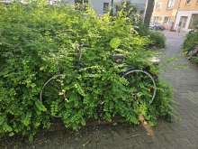 Bild zum gemeldeten Anliegen vom*2024-05-15 18:29:42