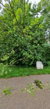 Bild zu gemeldetem Anliegen vom *2024-05-06 15:28:51