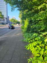 Bild zu gemeldetem Anliegen vom *2024-05-25 15:31:39