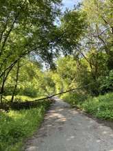Umgefallener Baum auf dem Radweg; Bild zu gemeldetem Anliegen vom *2024-05-05 18:29:26