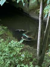 Bild zu gemeldetem Anliegen vom *2024-05-14 06:31:11