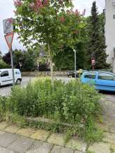 Bild zu gemeldetem Anliegen vom *2024-05-06 06:31:22