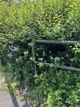 Bild zu gemeldetem Anliegen vom *2024-05-22 13:41:43