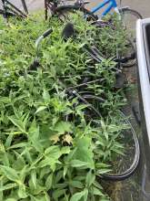 Bild zu gemeldetem Anliegen vom *2024-05-13 20:20:52