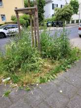 Bild zu gemeldetem Anliegen vom *2024-06-15 12:35:36