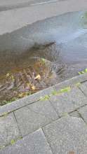 Bild zu gemeldetem Anliegen vom *2024-06-18 10:17:20