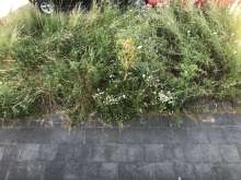 Bild zu gemeldetem Anliegen vom *2024-06-28 15:27:34