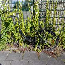 Bild zu gemeldetem Anliegen vom *2024-06-15 19:04:24