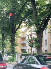 rotes Ampellicht (rechts im Bild) wird je nach Blickwinkel von Ästen und Grün verdeckt