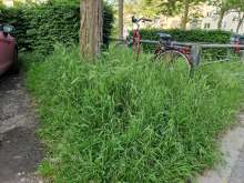 Bild zu gemeldetem Anliegen vom *2024-06-05 08:19:53