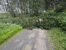 Baum Versperrt den Weg