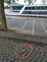 Bild zu gemeldetem Anliegen vom *2024-06-14 20:21:51