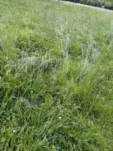 Bild zu gemeldetem Anliegen vom *2024-06-12 06:29:13