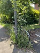 Bild zu gemeldetem Anliegen vom *2024-06-11 15:31:30