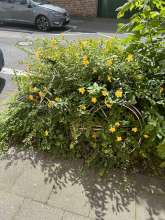 Bild zu gemeldetem Anliegen vom *2024-06-13 18:36:29