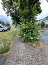 Bild zu gemeldetem Anliegen vom *2024-06-10 16:06:17