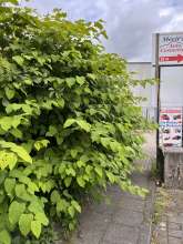 Bild zu gemeldetem Anliegen vom *2024-06-17 10:04:45