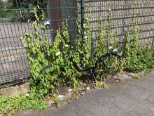 Bild zu gemeldetem Anliegen vom *2024-06-08 15:28:58