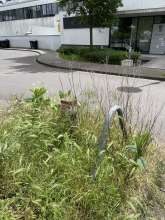 Bild zu gemeldetem Anliegen vom *2024-06-04 13:27:53