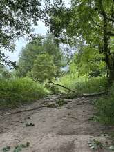 Bild zu gemeldetem Anliegen vom *2024-06-11 07:13:54
