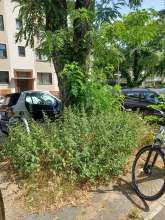 Bild zu gemeldetem Anliegen vom *2024-07-10 11:32:11