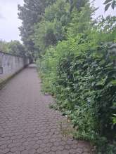 Bild zu gemeldetem Anliegen vom *2024-07-03 09:28:36