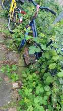 Bild zu gemeldetem Anliegen vom *2024-07-16 06:31:26